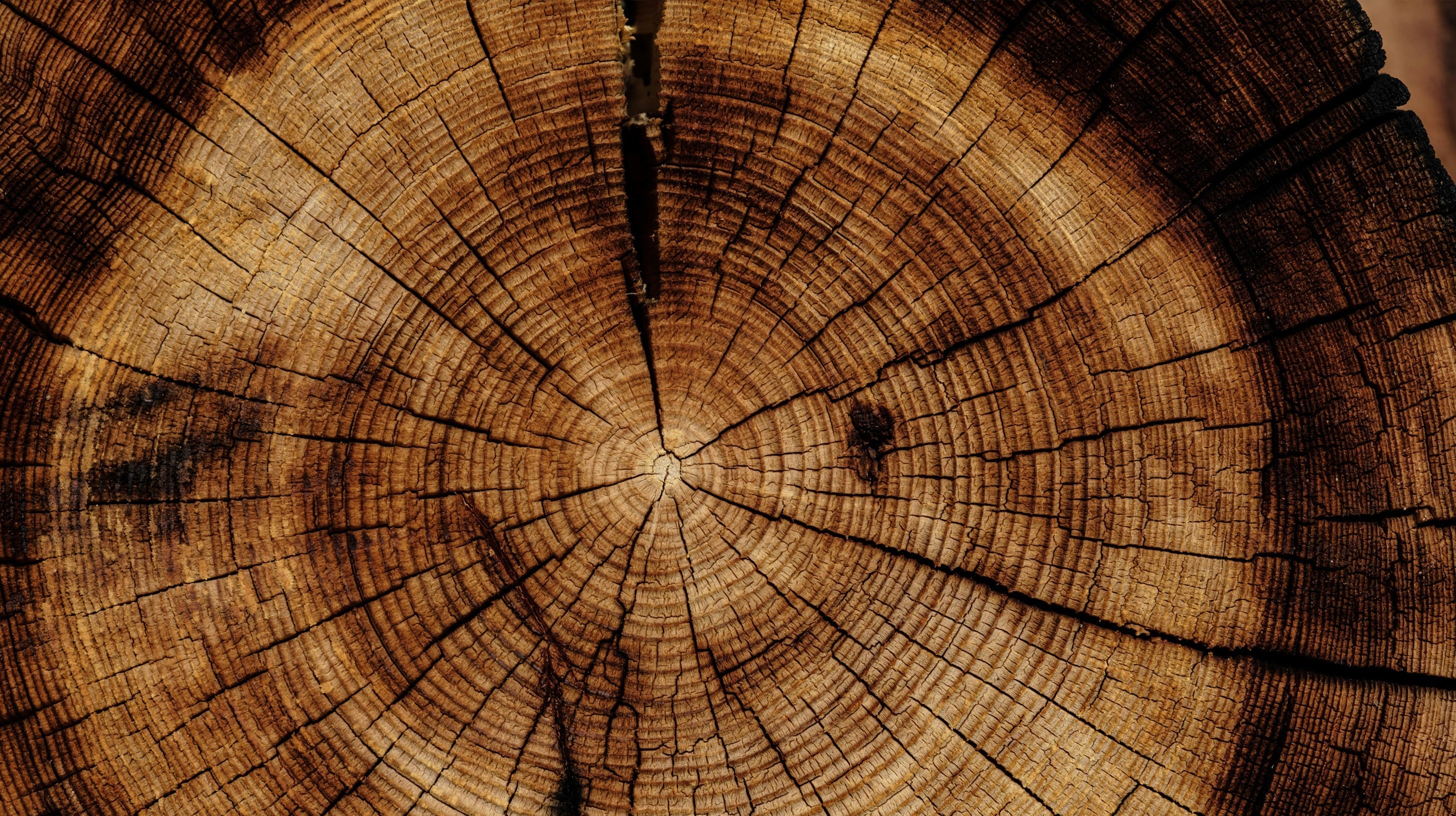 The Journey of a Piece of Wood: From Tree to Furniture