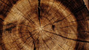 The Journey of a Piece of Wood: From Tree to Furniture